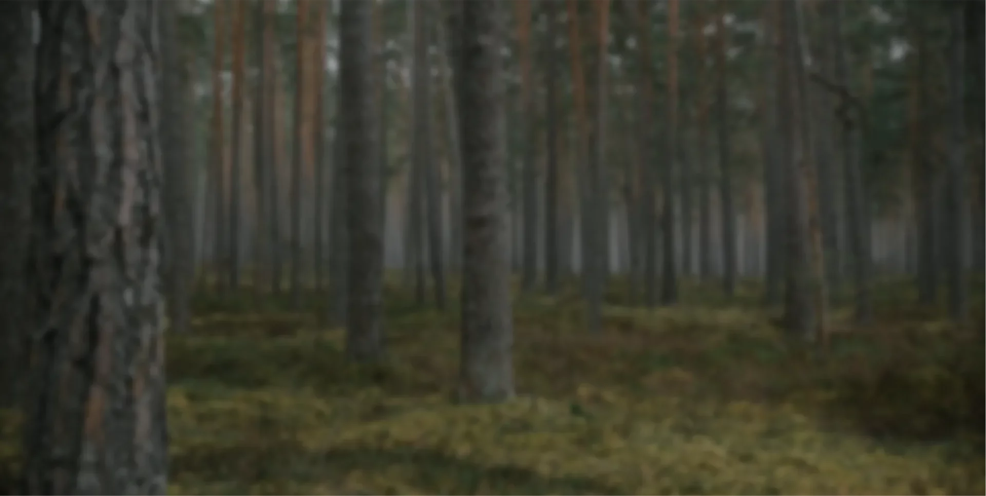 Le Petit Calibre Armurerie Forbach Background Slider