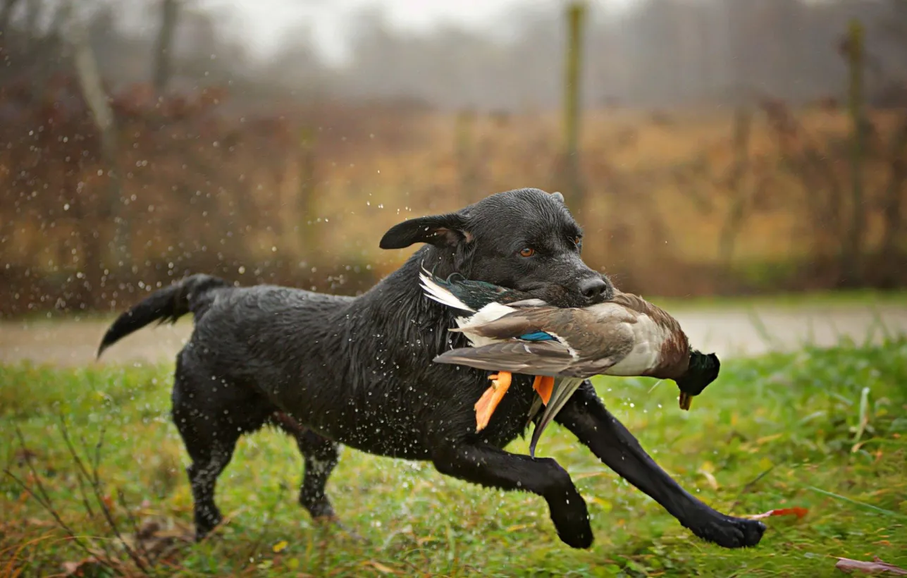 Le Petit Calibre Armurerie Forbach Equipements Pour Chiens De Chasse2